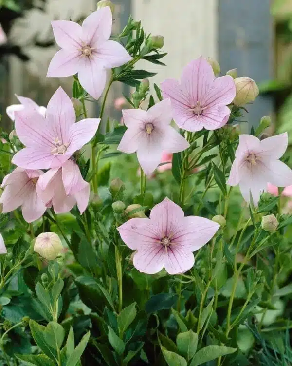 Platycodon grandiflorus Florist Pink