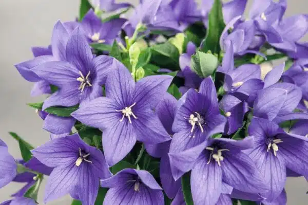 Platycodon grandiflorus F1 Pop Star™ Blue - Afbeelding 2