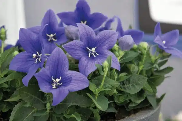 Platycodon grandiflorus F1 Pop Star™ Blue - Afbeelding 3