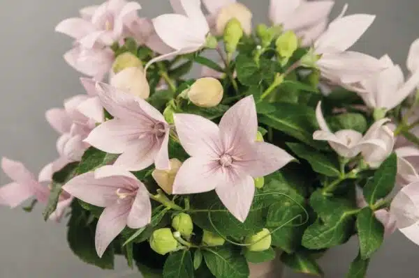 Platycodon grandiflorus F1 Pop Star™ Pink - Immagine 3