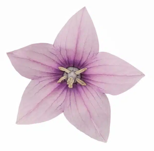 Platycodon grandiflorus F1 Pop Star™ Pink - Immagine 4