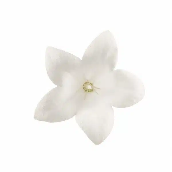 Platycodon grandiflorus F1 Pop Star™ Weiß - Bild 3