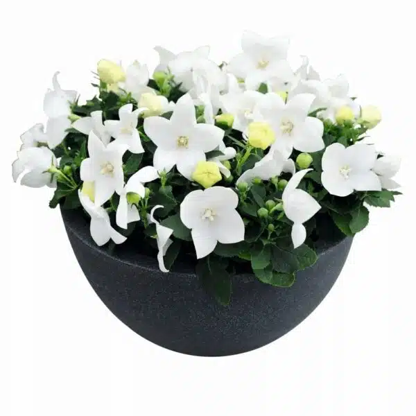 Platycodon grandiflorus F1 Pop Star™ Weiß - Bild 2