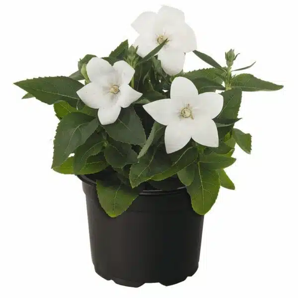 Platycodon grandiflorus F1 Pop Star™ Weiß