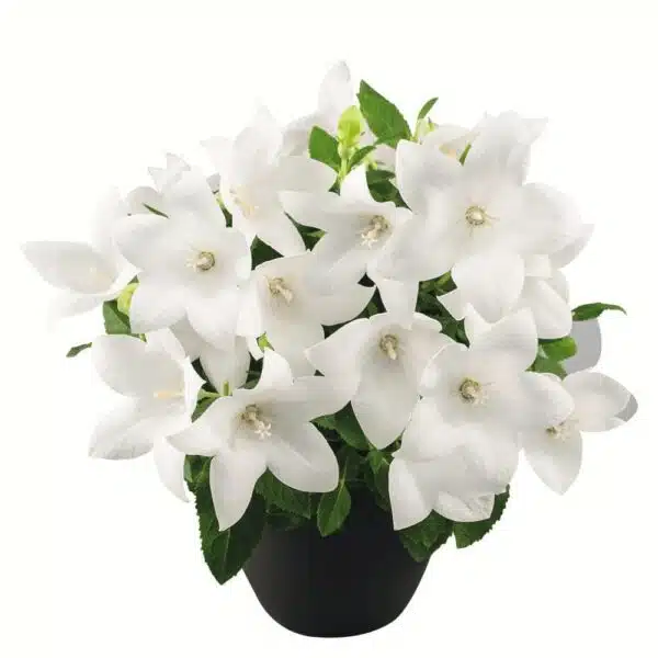 Platycodon grandiflorus F1 Pop Star™ Weiß - Bild 4