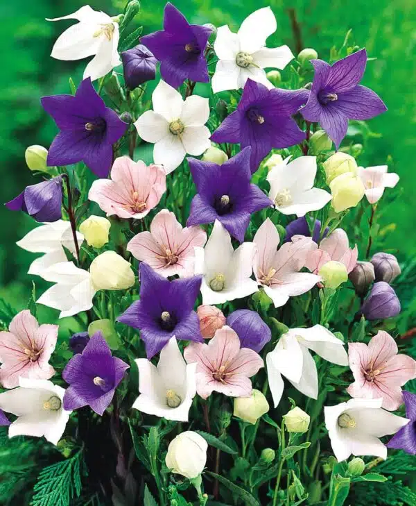Platycodon grandiflorus Mezcla de floristería