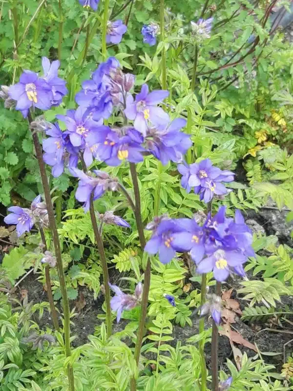 Polemonium caeruleum Blue Pearl