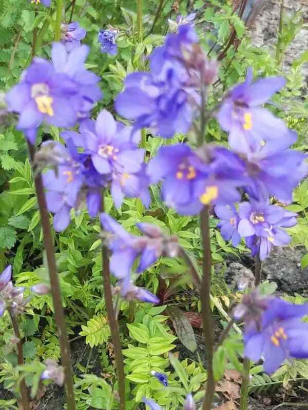 Polemonium caeruleum Blue Pearl - малюнак 2