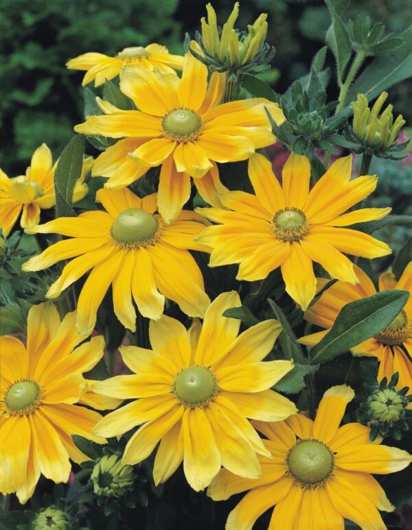 Rudbeckia hirta Prairiesol - Bild 5