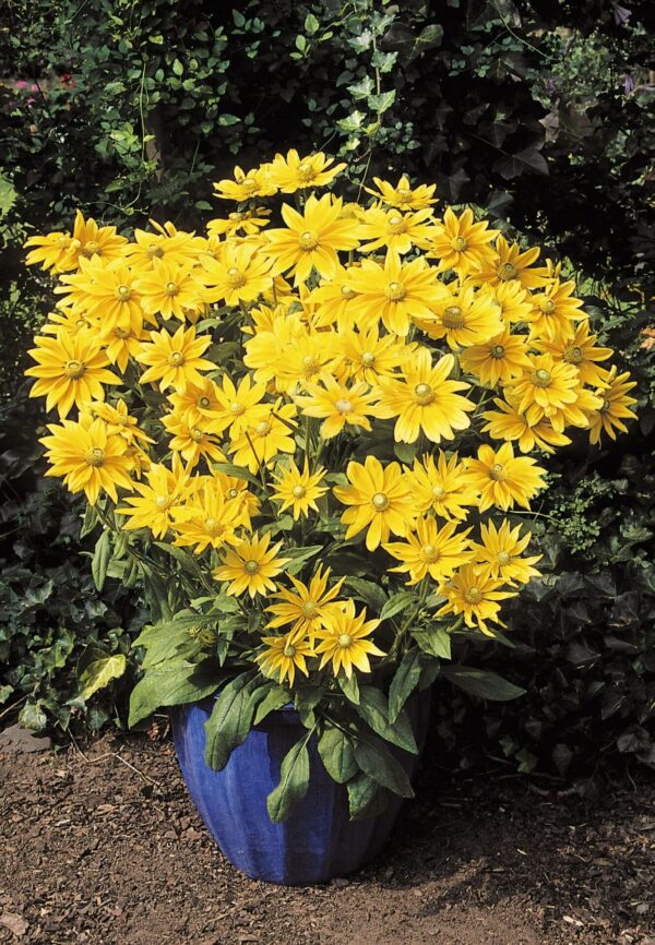 Rudbeckia hirta Prairiesol - Bild 4
