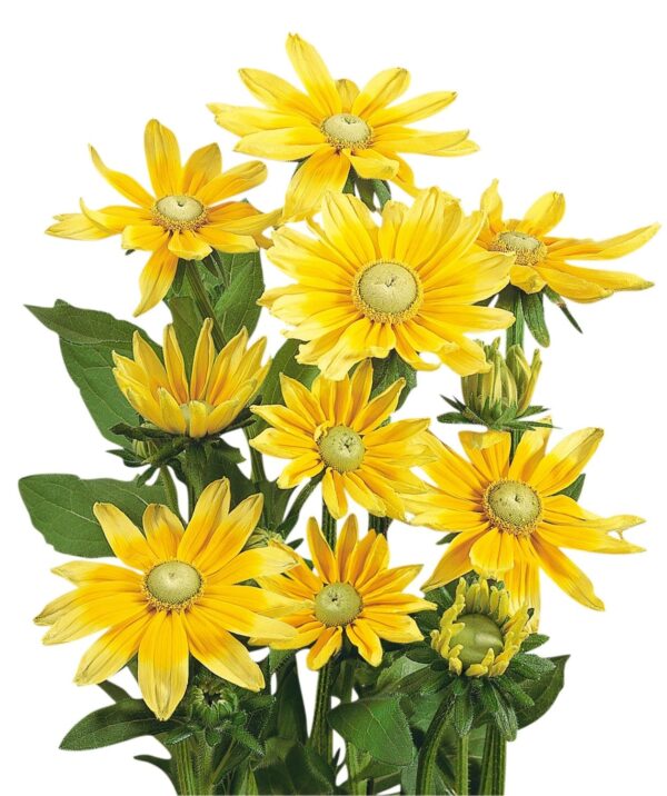 Rudbeckia hirta Präriesol