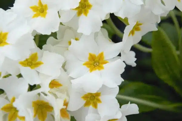 Primula elatior F₁ Crescendo® White - Image 3