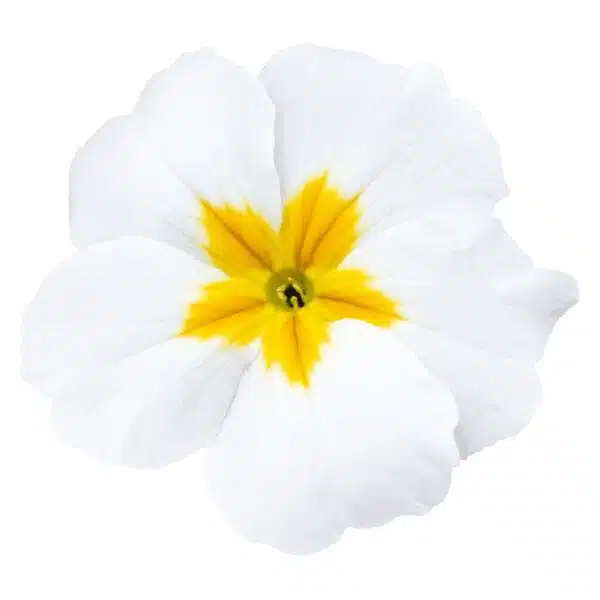 Primula elatior F₁ Crescendo® White - Image 2