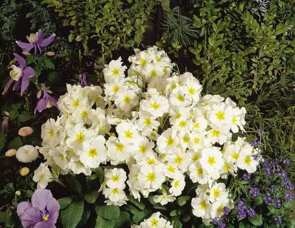 Primula elatior F₁ Crescendo® White - Image 4