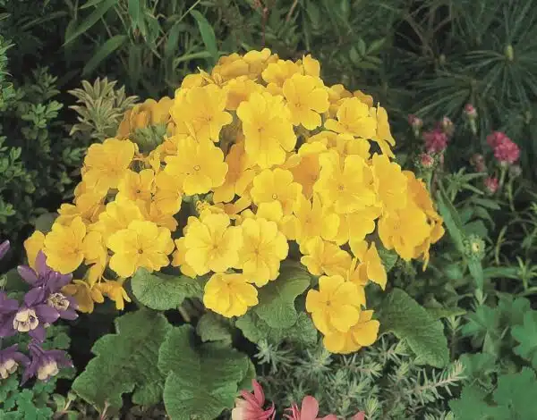 Primula elatior F₁ Crescendo® Yellow - Afbeelding 4
