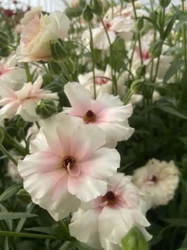 Ranunculus Butterfly™ Ariadne® - Immagine 3