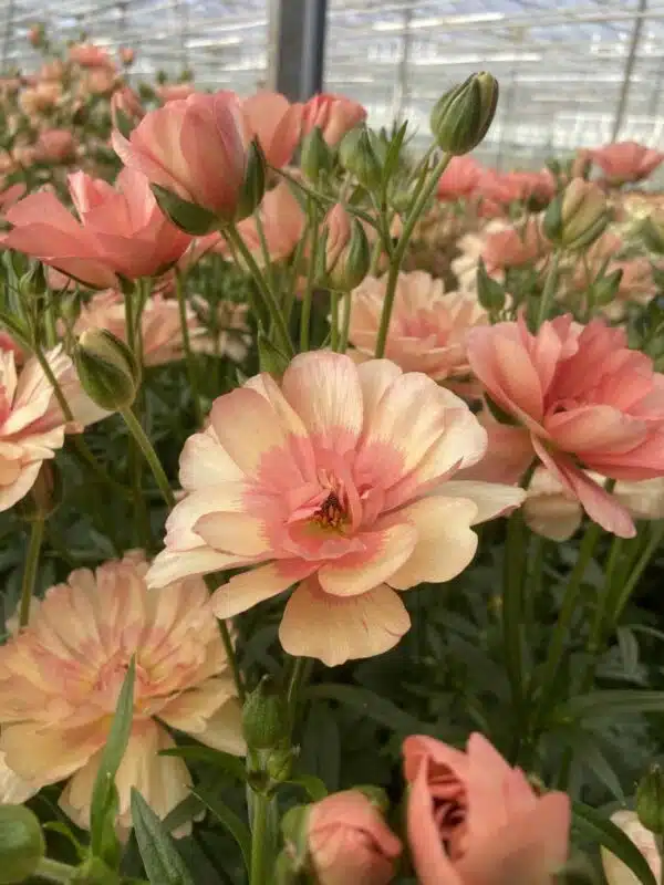 Ranunculus Butterfly™ Eris® - Afbeelding 3