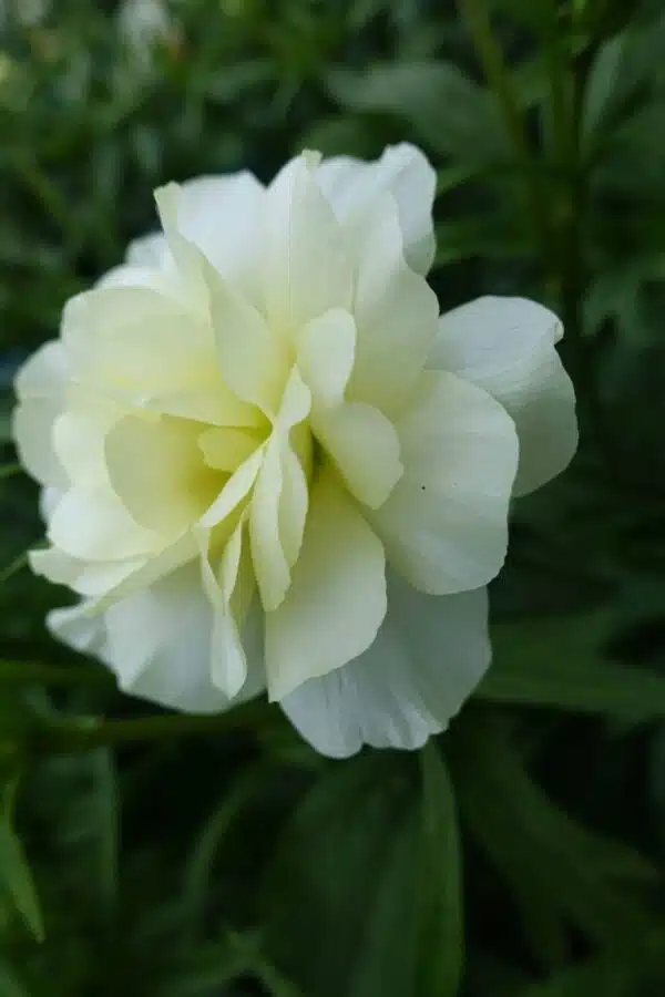Ранункулюс Butterfly™ Graces® - Выява 3