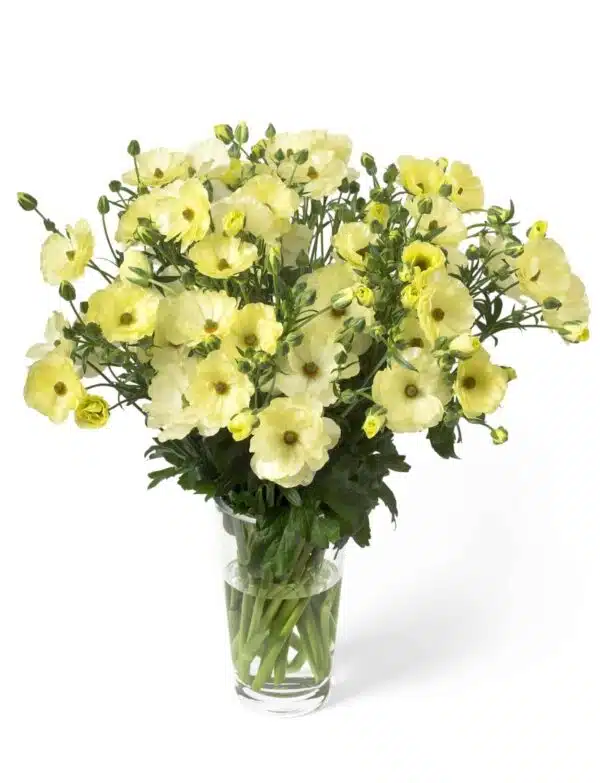 Ranunculus Butterfly™ Helios®