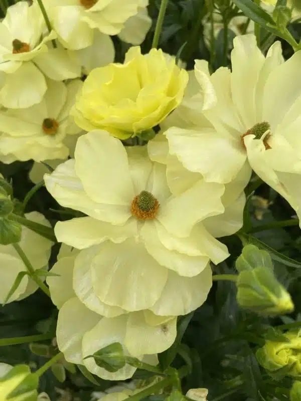 Ranunculus Butterfly™ Helios® - Afbeelding 3