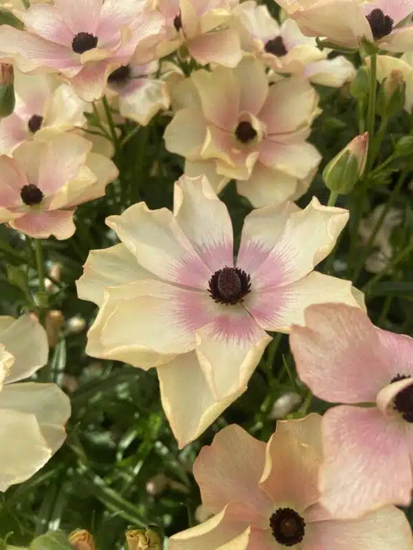 Ranunculus Butterfly™ Hestia® - Afbeelding 3
