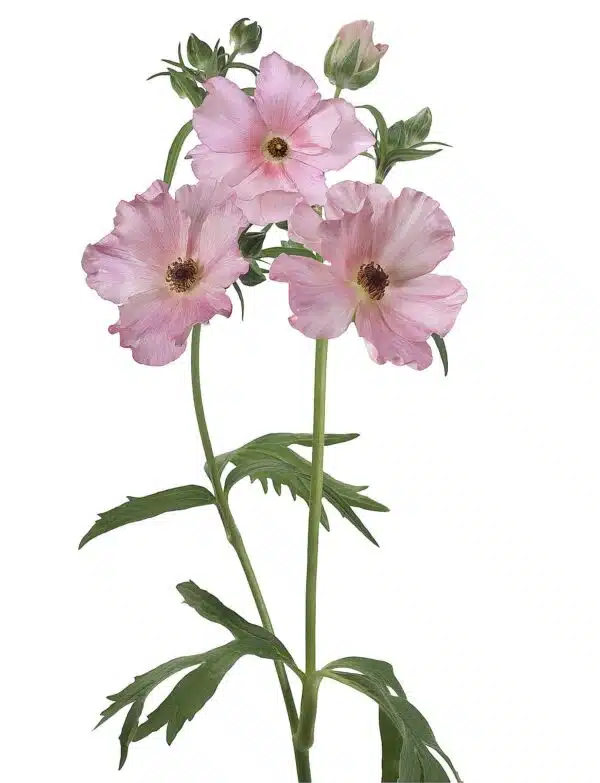 Ranunculus Butterfly™ Isis® - Immagine 2