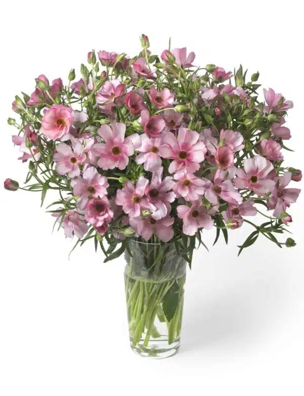 Ranunculus Butterfly™ Lycia®