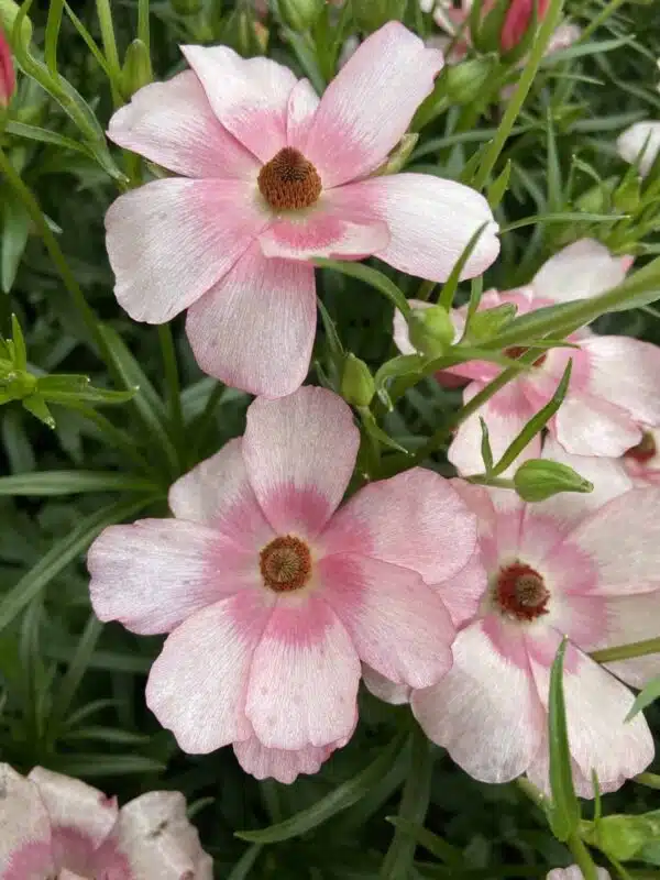 Ranunculus Butterfly™ Lycia® - Afbeelding 3