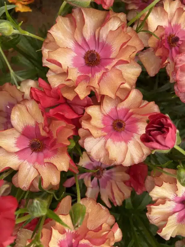 Ranunculus Butterfly™ Musa® - Immagine 3
