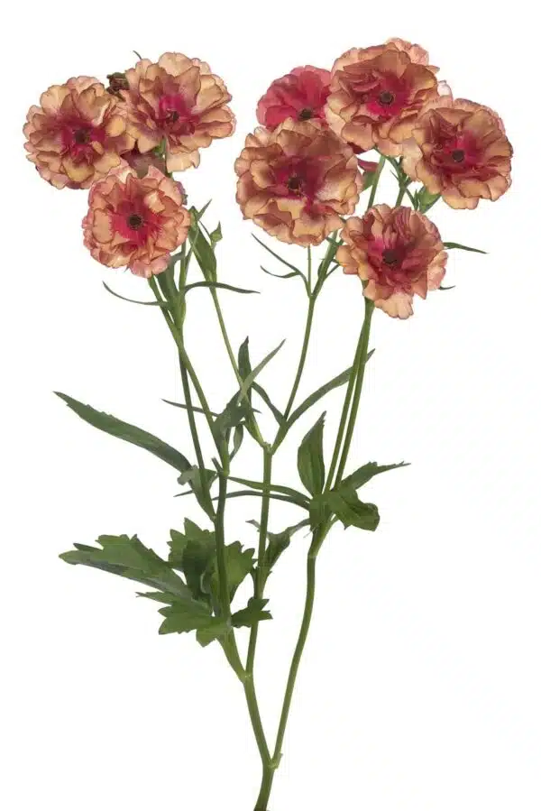 Ranunculus Butterfly™ Musa® - Immagine 2