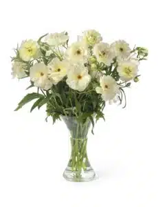 Ranunculus Butterfly™ Ninos®