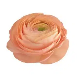 Ranunculus asiaticus Cloni Success® Grand Pastel