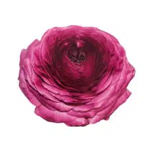 Ranunculus asiaticus Elegance® Viola 06