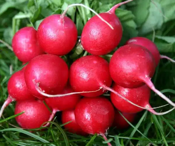 Raphanus sativus (Rettich) Cherry Belle BIO - Bild 2
