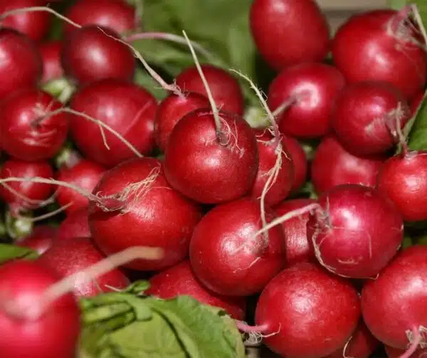 Ester de Raphanus sativus (Radis)