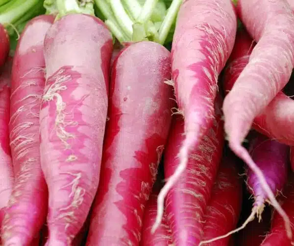 Raphanus sativus (Radish) Karmina