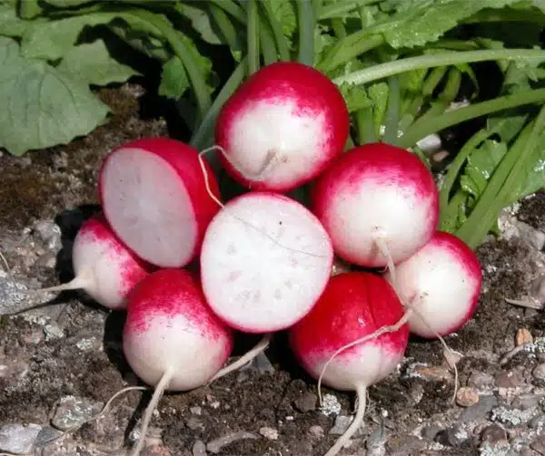 Raphanus sativus (Rettich) Poloneza