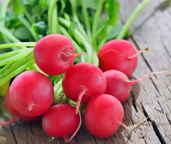 Raphanus sativus (Radish) Teko