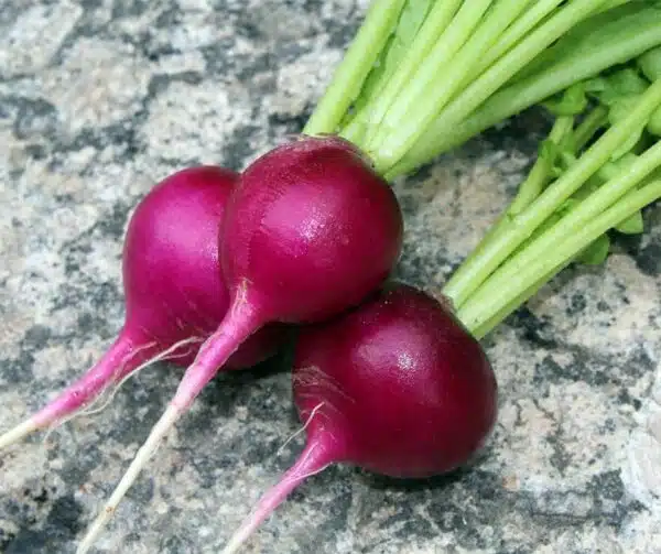 Raphanus sativus (Рэдзька) Viola