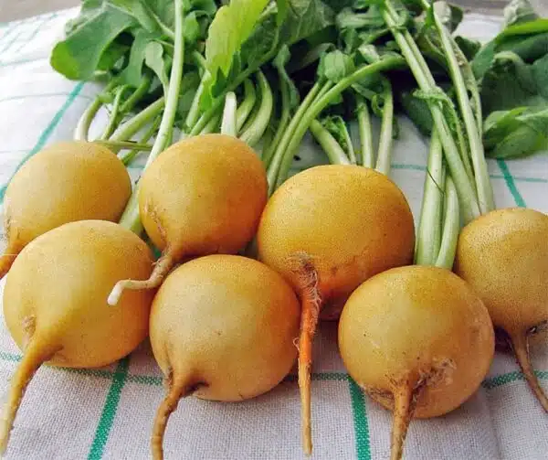 Raphanus sativus (Рэдзька) Злата