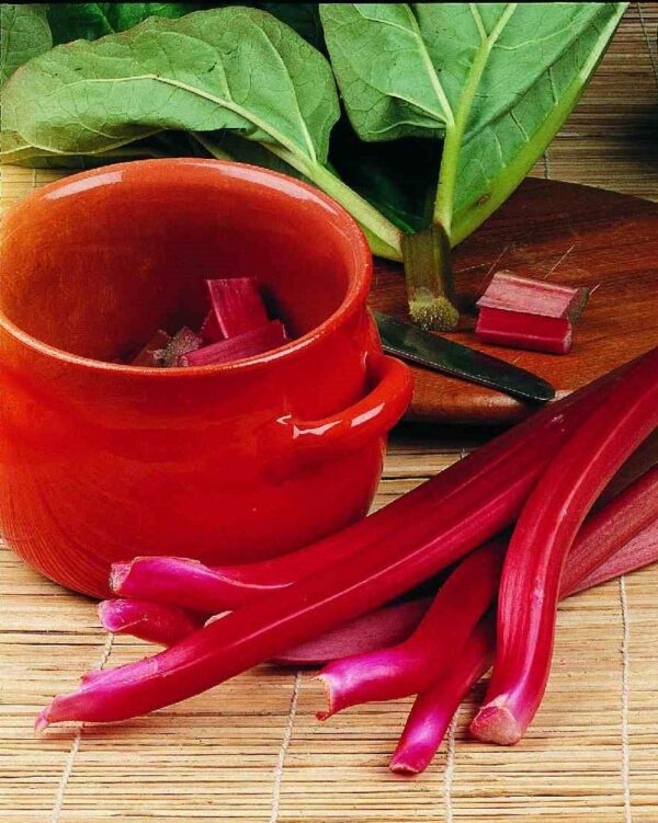 Rheum rhabarbarum (rhubarb) Victoria