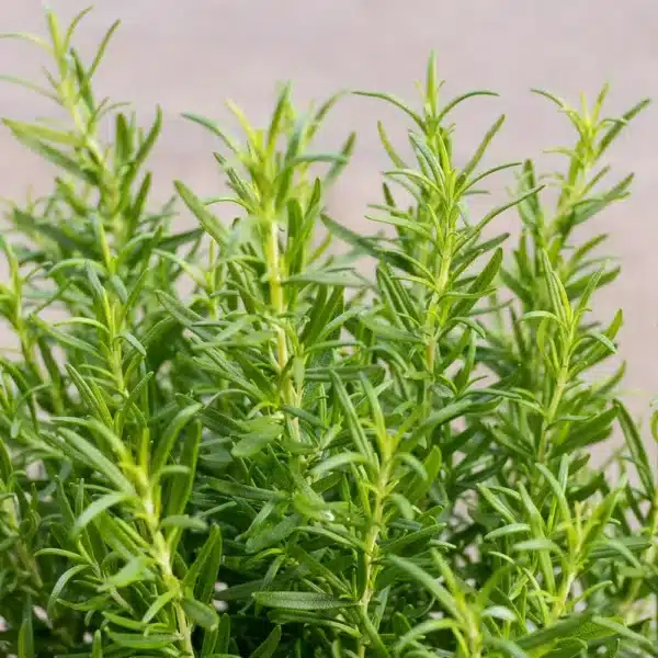 Rosmarinus officinalis (Romero) - Imagen 3