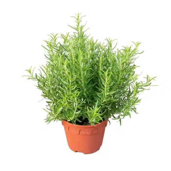 Rosmarinus officinalis (Romero) - Imagen 4