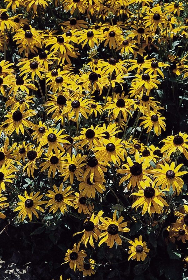 Rudbeckia fulgida Goldsturm - Afbeelding 5