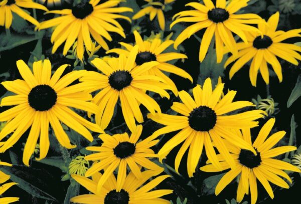 Rudbeckia fulgida Goldsturm - Afbeelding 2