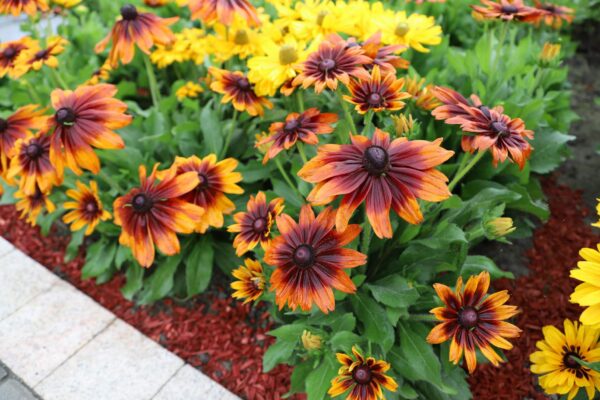 Rudbeckia hirta Autumn Colors - Afbeelding 4
