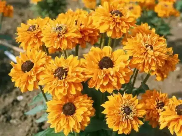 Rudbeckia hirta Goldilocks - Afbeelding 2
