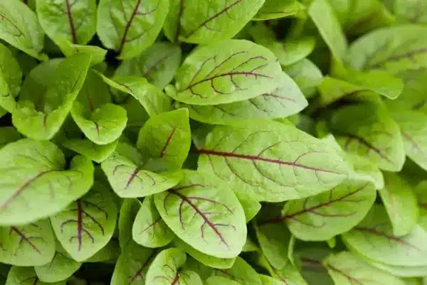 Rumex sanguineus (Dique sangriento) - Imagen 3