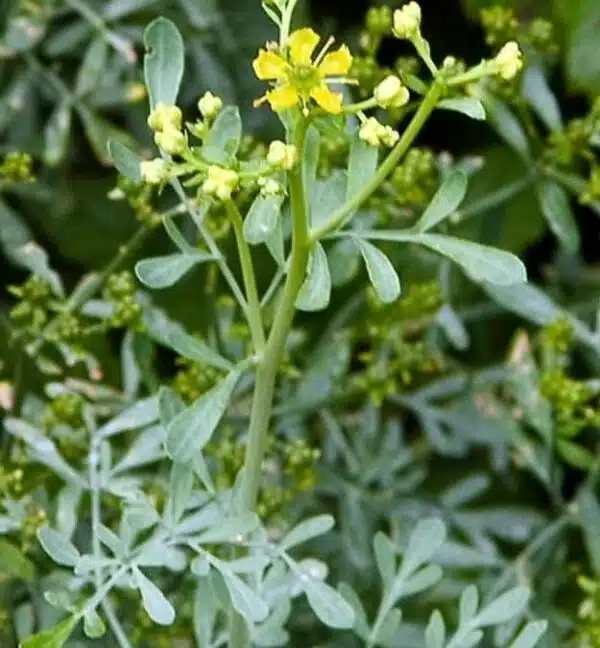 Ruta graveolens (Rue) - Afbeelding 3
