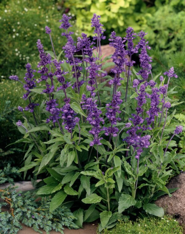 Salvia farinacea Evolution® Violeta - Imagen 2